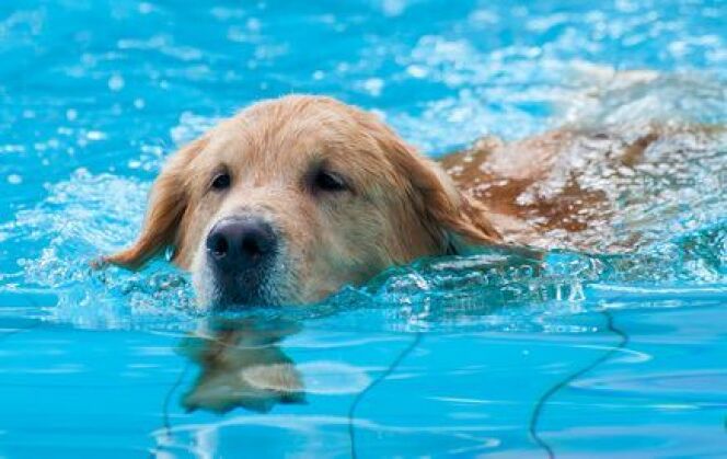 Le Chien Et La Piscine