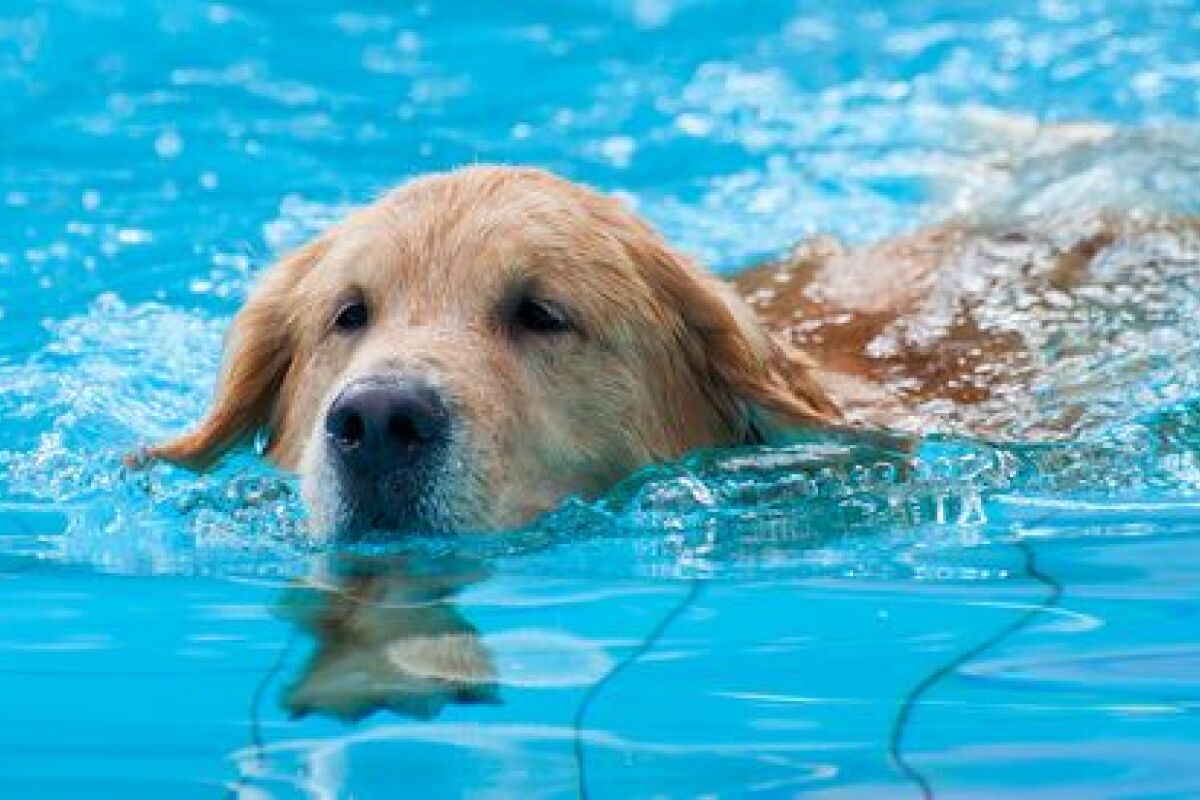 Faut-il laisser jouer le chien dans la piscine ? Quels risques ?