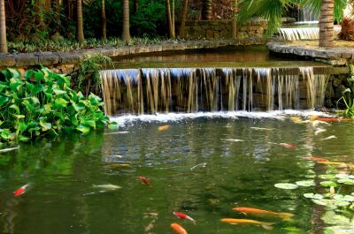 Piscine naturelle : avantages environnementaux et économie d'énergie de la piscine